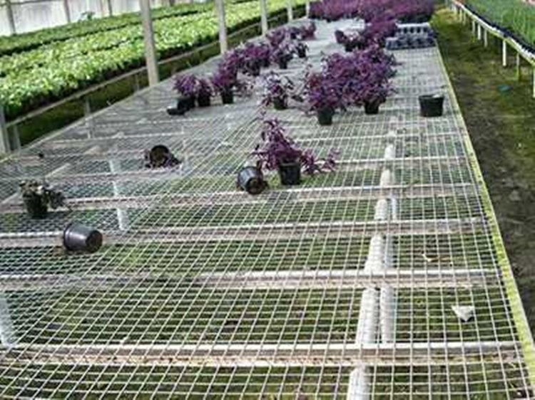溫室苗圃網圖片1 溫室苗圃網圖片1